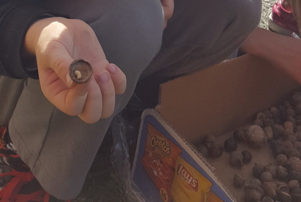Weevil Larvae from Collected Acorns- A Learning Experience from Just A Simple Teacher