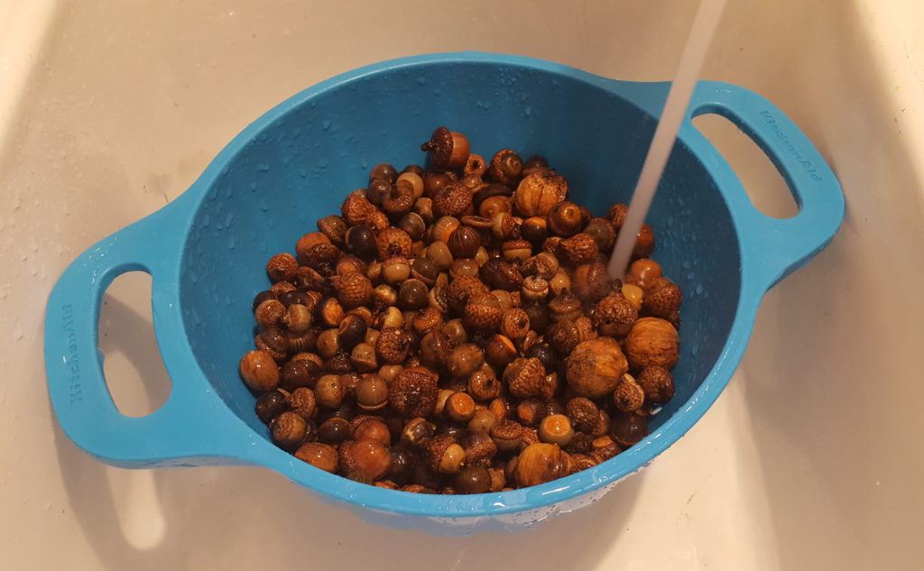 Drying out Acorns to Avoid Mold and Weevil Larvae Hatching- A learning experience from Just A Simple Teacher