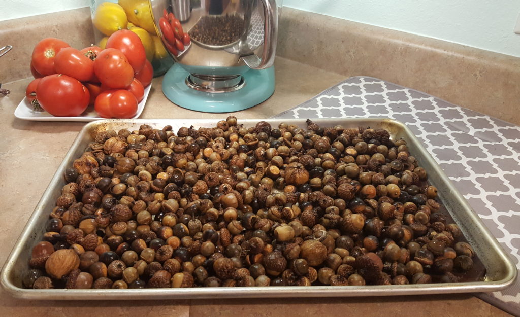 Washing and Drying out Acorns to Avoid Mold and Weevil Larvae Hatching- A learning experience from Just A Simple Teacher